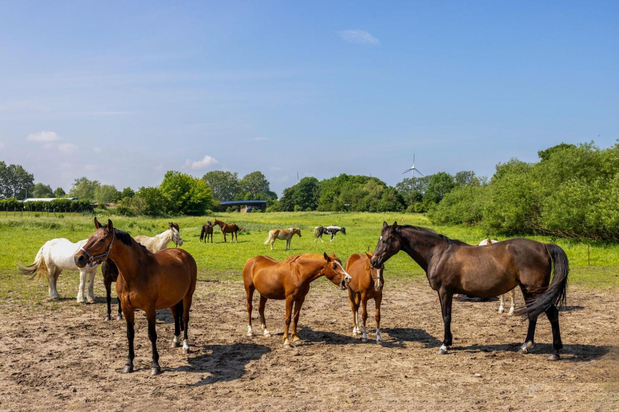 Ferienwohnung "Flori'S Ponyhof" Kröpelin Dış mekan fotoğraf